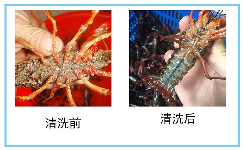 小龍蝦用超聲波清洗機清洗後的結果